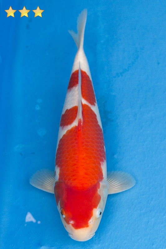 04-紅白-37cm-母魚幾機率高-30000-1.jpg