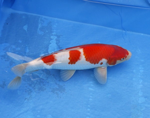 04-紅白-37cm-母魚幾機率高-30000-2.jpg