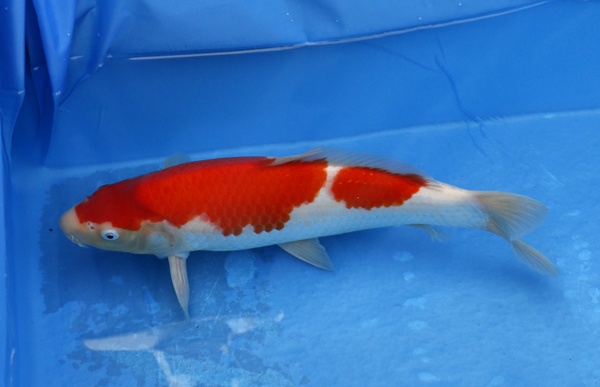 04-紅白-37cm-母魚幾機率高-30000-3.jpg