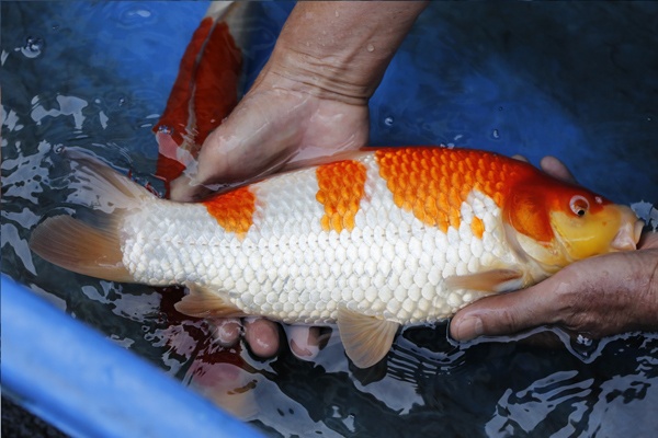 04-紅白-37cm-母魚幾機率高-30000-5.jpg