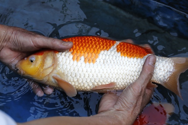 04-紅白-37cm-母魚幾機率高-30000-4.jpg