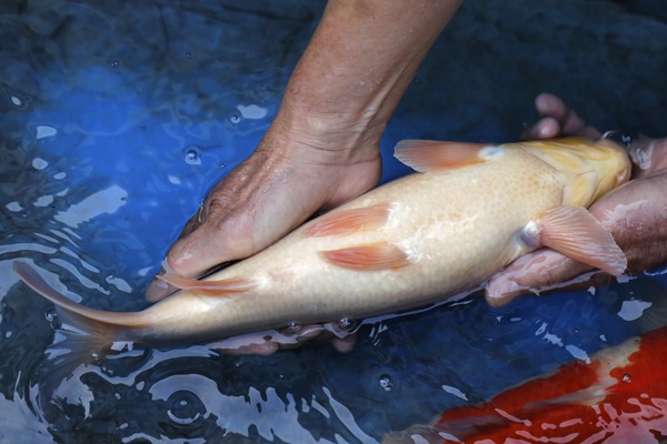 04-紅白-37cm-母魚幾機率高-30000-6.jpg