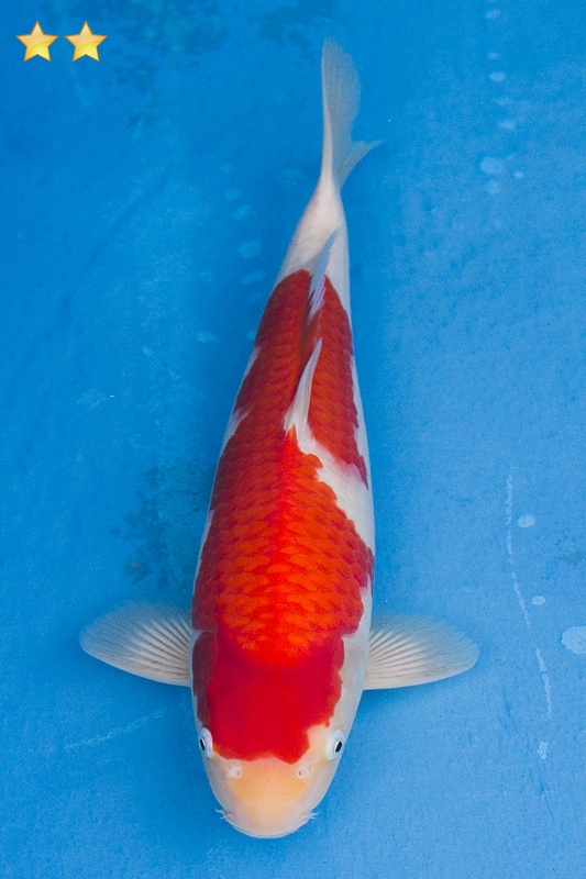 05-紅白-37cm-母魚幾機率高-15000-1.jpg