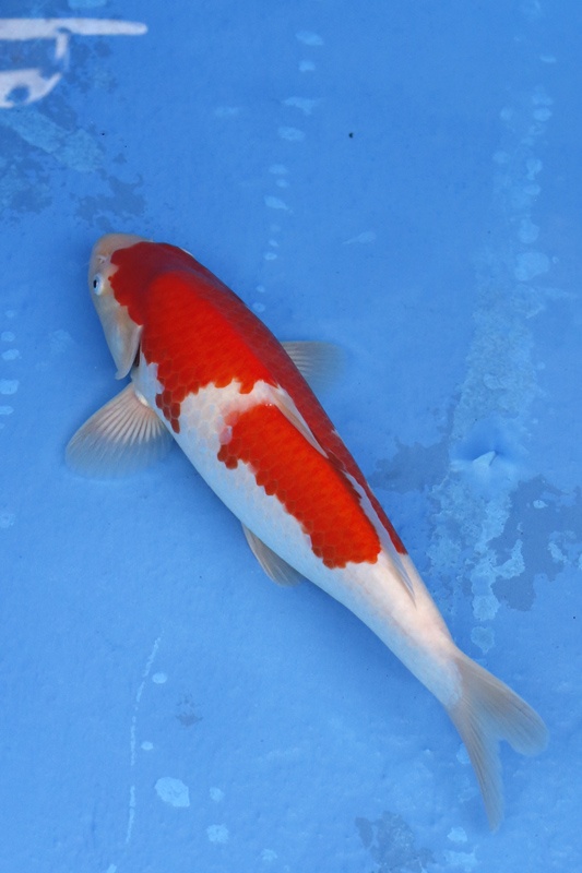 05-紅白-37cm-母魚幾機率高-15000-2.jpg