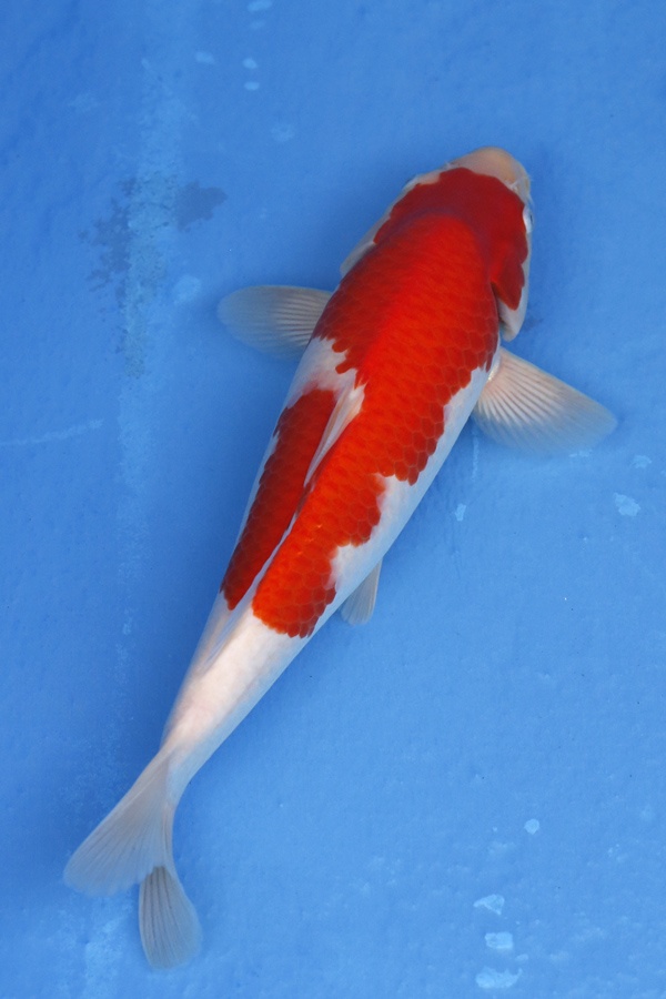 05-紅白-37cm-母魚幾機率高-15000-3.jpg