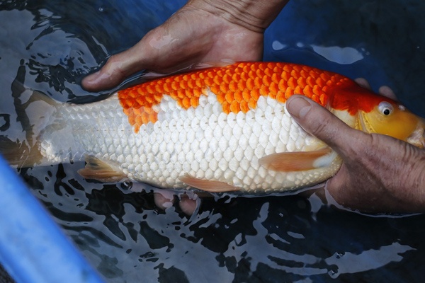 05-紅白-37cm-母魚幾機率高-15000-4.jpg