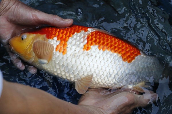 05-紅白-37cm-母魚幾機率高-15000-5.jpg