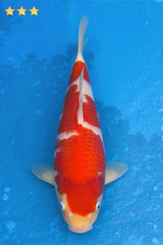 07-紅白-35cm-母魚幾機率高-50000-1.jpg