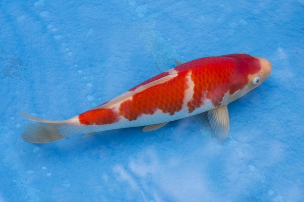 07-紅白-35cm-母魚幾機率高-50000-4.jpg