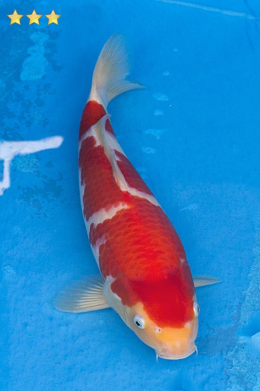 07-紅白-35cm-母魚幾機率高-50000-3.jpg