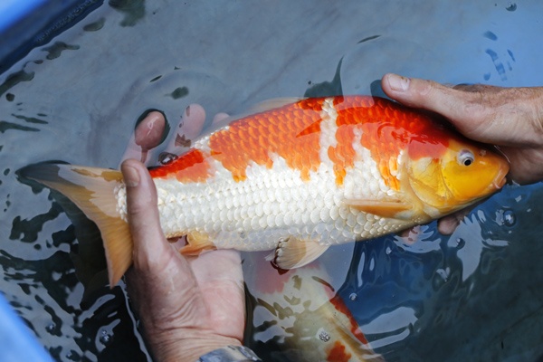 07-紅白-35cm-母魚幾機率高-50000-5.jpg