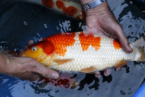 07-紅白-35cm-母魚幾機率高-50000-6.jpg