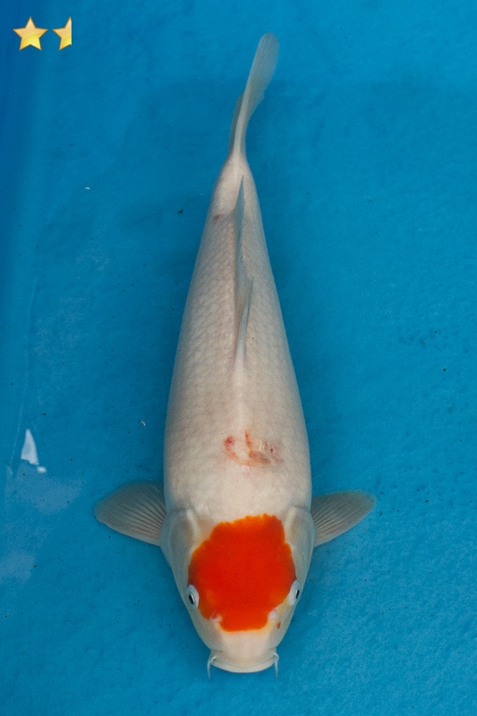 14-丹頂-37cm-母魚幾機率高-3000-1.jpg