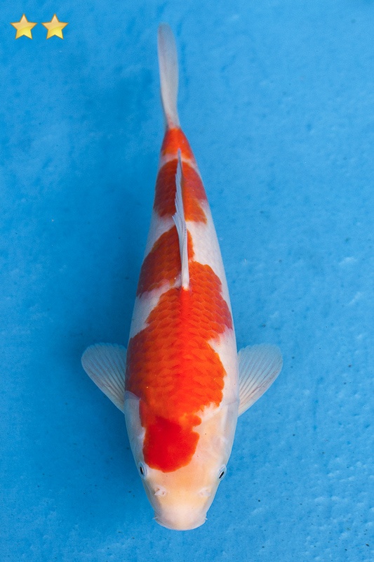 16-紅白-32cm-母魚幾機率高-3000-1.jpg