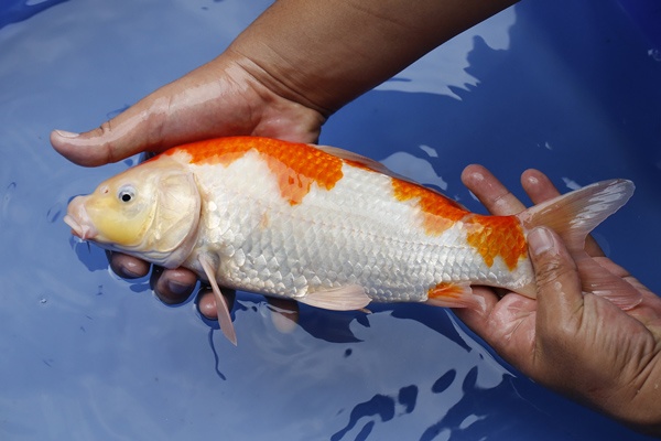 16-紅白-32cm-母魚幾機率高-3000-3.jpg