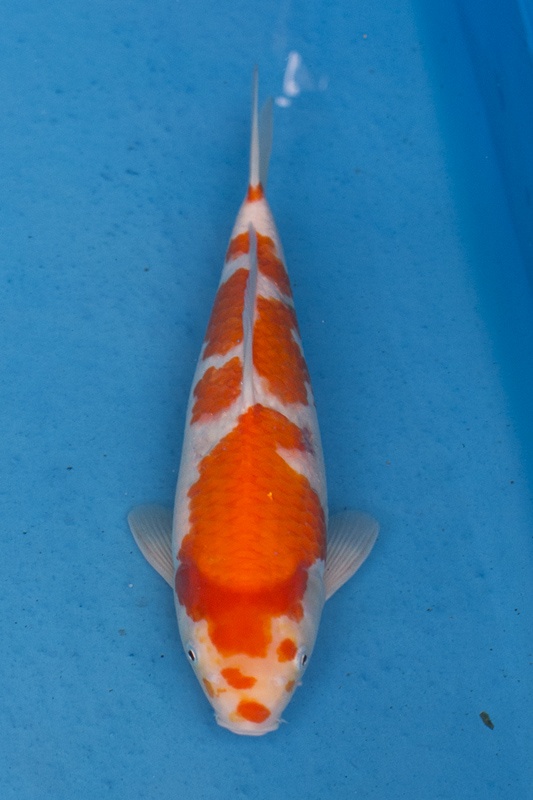 18-紅白-32cm-母魚幾機率高-2000-1.jpg