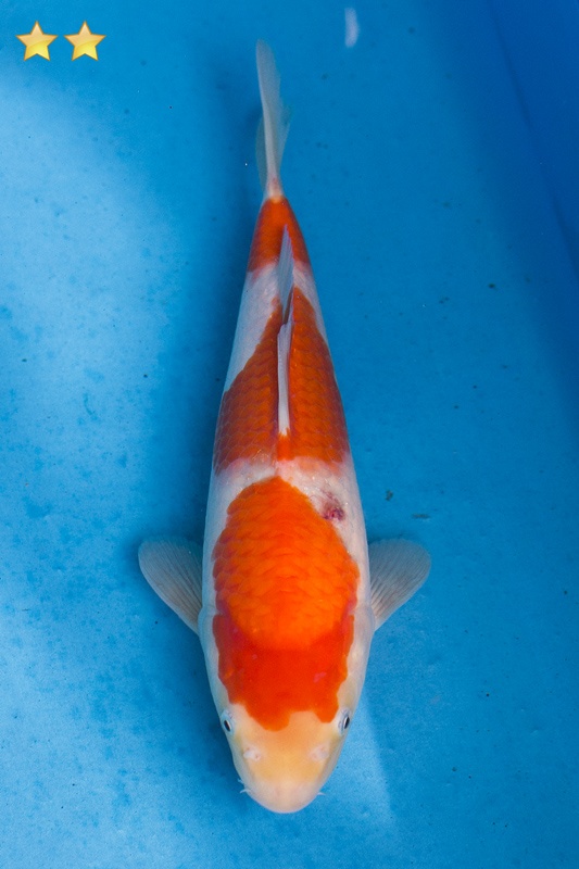 20-紅白-29cm-母魚-5000-1.jpg