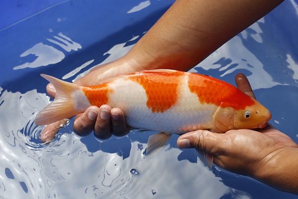 20-紅白-29cm-母魚-5000-2.jpg