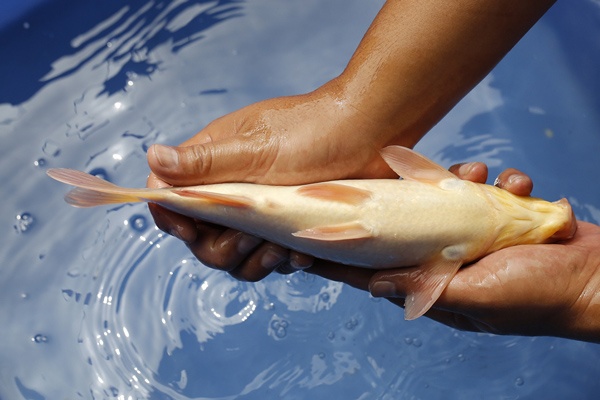 20-紅白-29cm-母魚-5000-4.jpg