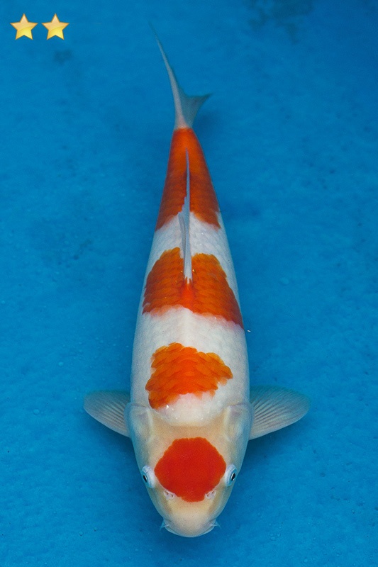 22-紅白-33cm-母魚幾機率高-10000-1.jpg