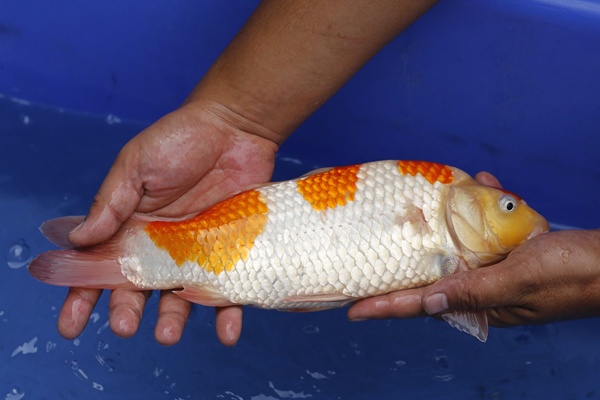 22-紅白-33cm-母魚幾機率高-10000-3.jpg