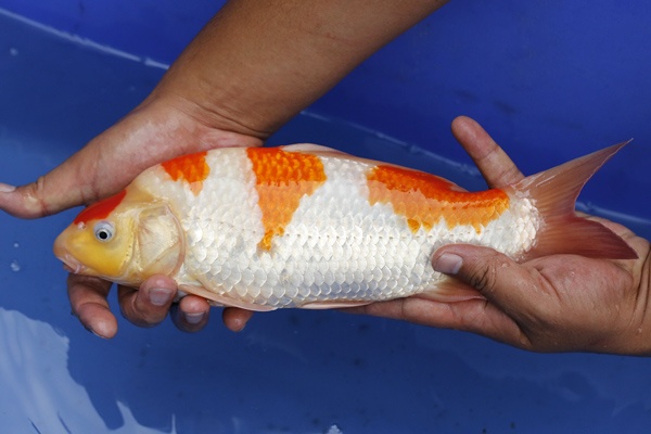 22-紅白-33cm-母魚幾機率高-10000-2.jpg