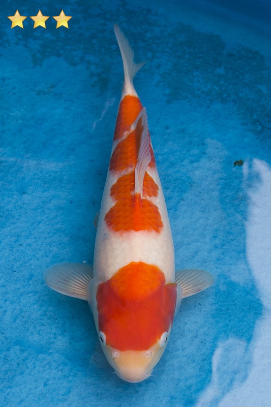 24-紅白-30cm-母魚-10000-1.jpg