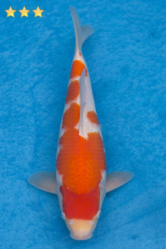 25-紅白-32cm-母魚幾機率高-10000-0.jpg