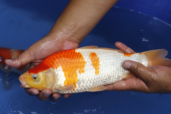 25-紅白-32cm-母魚幾機率高-10000-2.jpg