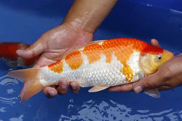 25-紅白-32cm-母魚幾機率高-10000-3.jpg