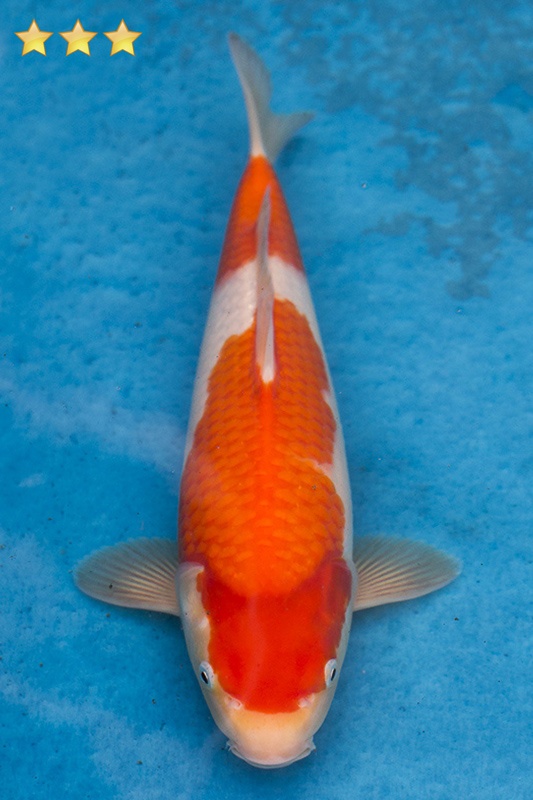 29-紅白-30cm-母魚-8000-1.jpg