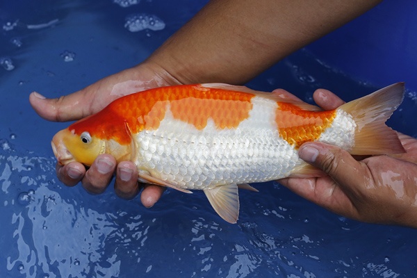 29-紅白-30cm-母魚-8000-4.jpg