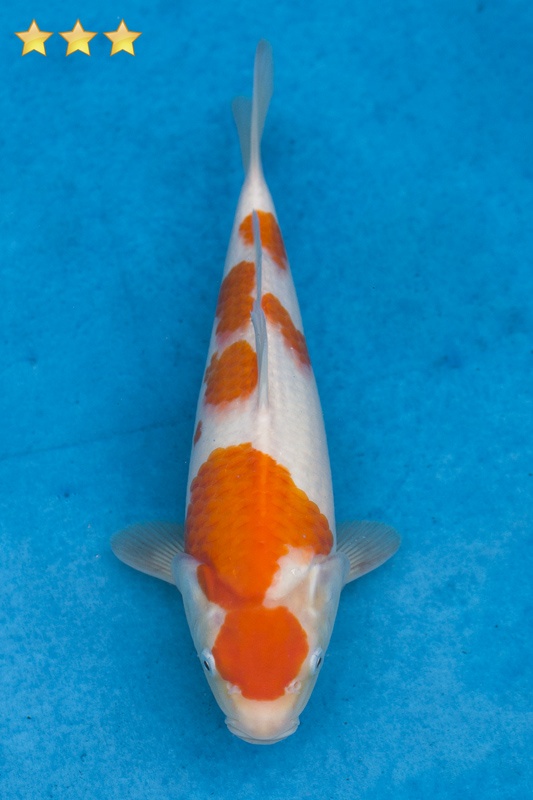 32-紅白-31cm-母魚幾機率高-5000-1.jpg