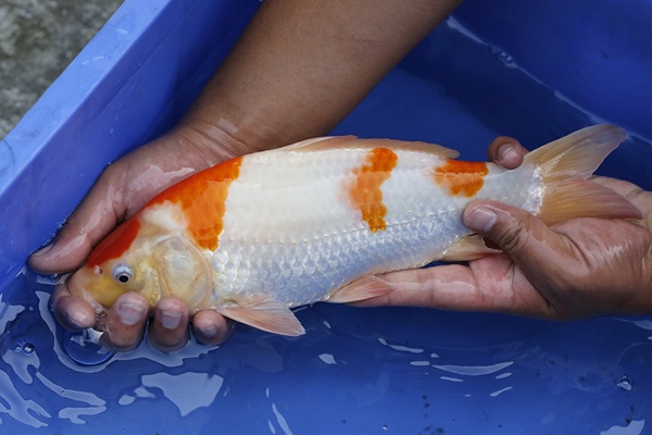 32-紅白-31cm-母魚幾機率高-5000-2.jpg