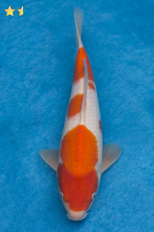 34-紅白-31cm-母魚幾機率高-2000-1.jpg