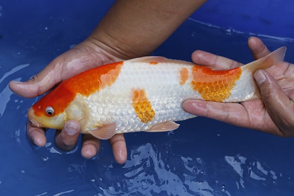 34-紅白-31cm-母魚幾機率高-2000-2.jpg