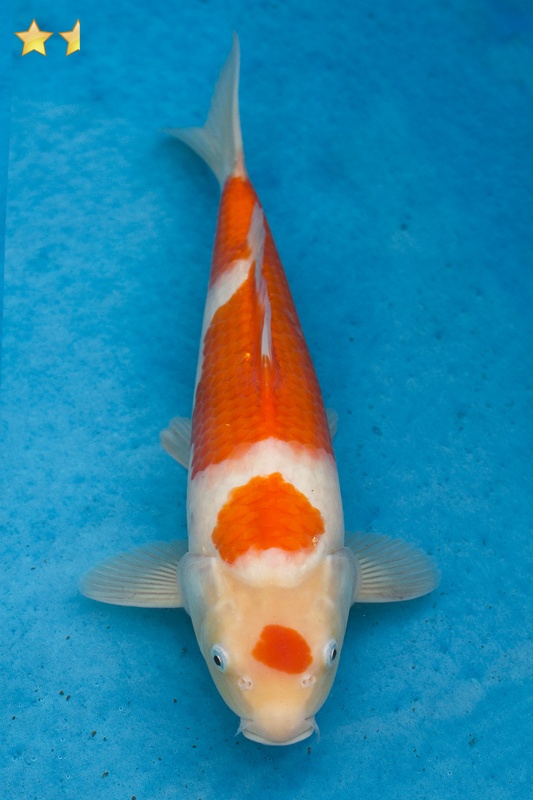 36-紅白-34cm-母魚幾機率高-2000-1.jpg