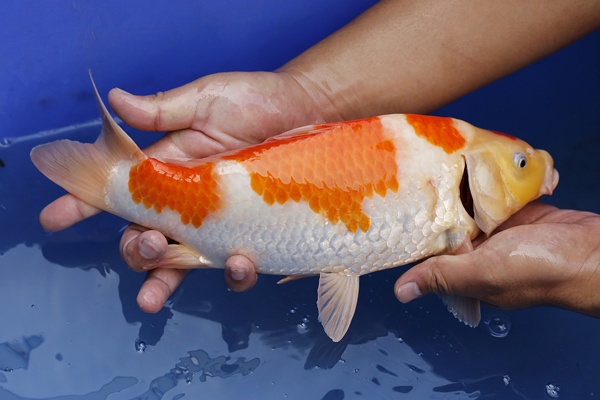 36-紅白-34cm-母魚幾機率高-2000-2.jpg