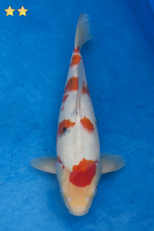 39-大正-35cm-母魚幾機率高-4000-1.jpg