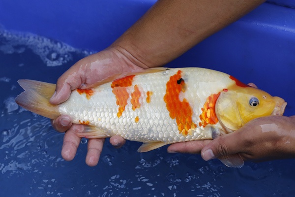 39-大正-35cm-母魚幾機率高-4000-2.jpg