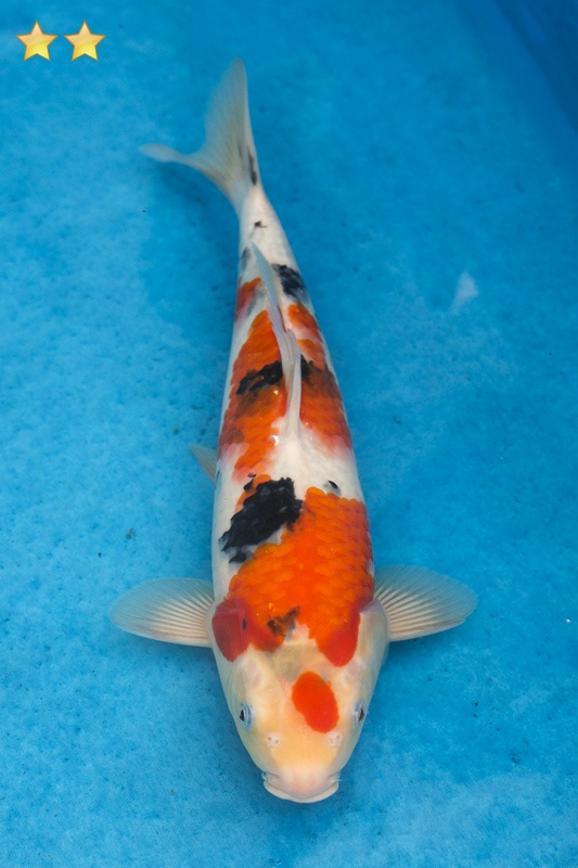 41-大正-33cm-母魚幾機率高-5000-1.jpg