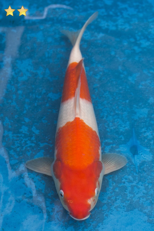 54-紅白-31cm-母魚幾機率高-2000-1.jpg