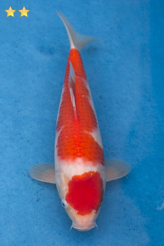 55-紅白-32cm-母魚幾機率高-3000-1.jpg