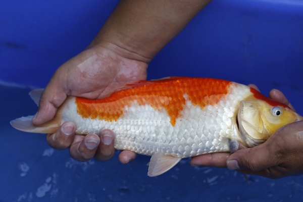 55-紅白-32cm-母魚幾機率高-3000-2.jpg