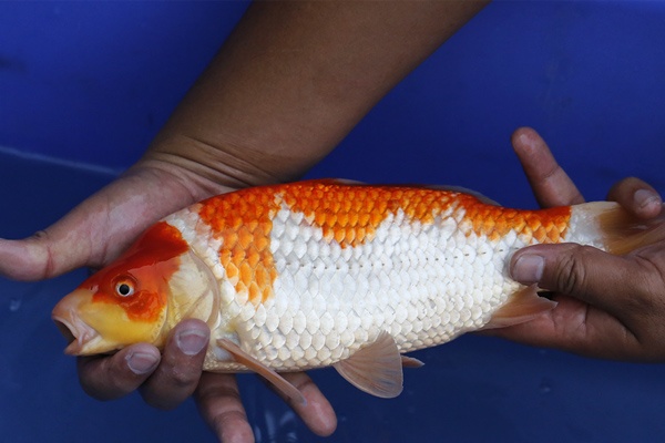 55-紅白-32cm-母魚幾機率高-3000-3.jpg