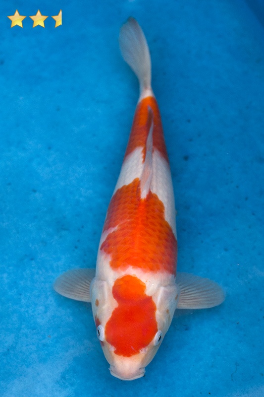 56-紅白-32cm-母魚幾機率高-5000-1.jpg