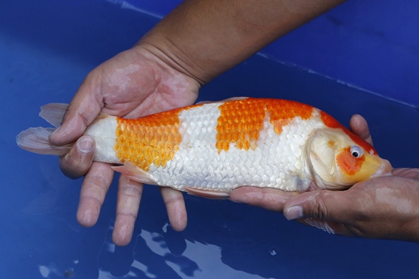 56-紅白-32cm-母魚幾機率高-5000-4.jpg