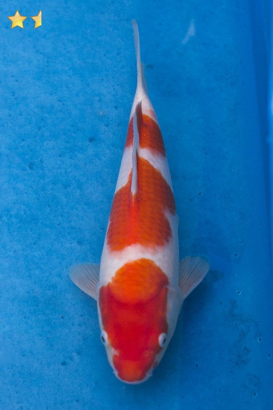 57-紅白-28cm-母魚幾機率高-2000-1.jpg