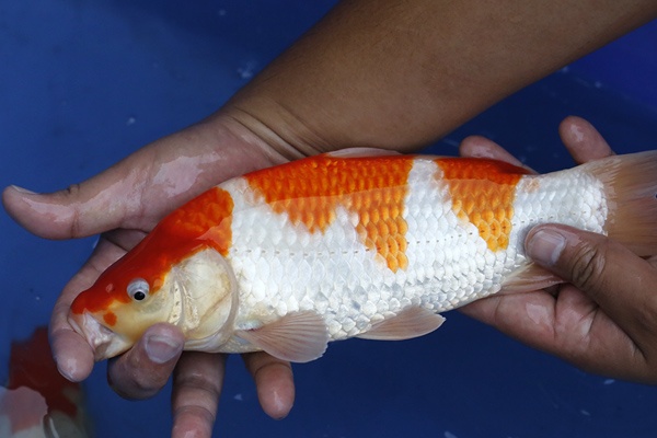 57-紅白-28cm-母魚幾機率高-2000-3.jpg