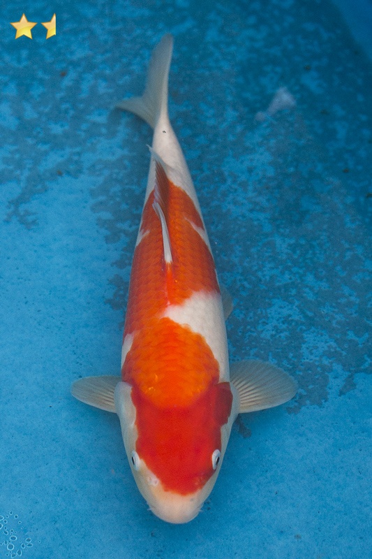 26-紅白-32cm-母魚幾機率高-2000.jpg